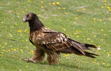 Gypaète barbu, .Gypaetus barbatus, Bearded Vulture, Pyrénées