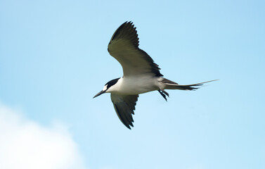 Sterne fuligineuse,.Onychoprion fuscatus, Sooty Tern, Ile Bird Island, Réserve naturelle, Iles Seychelles