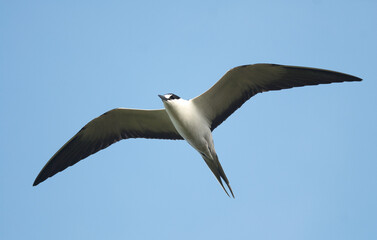Sterne fuligineuse,.Onychoprion fuscatus, Sooty Tern, Ile Bird Island, Réserve naturelle, Iles Seychelles