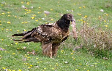 Gypaète barbu, .Gypaetus barbatus, Bearded Vulture, Pyrénées