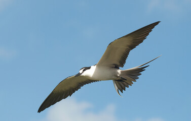 Sterne fuligineuse,.Onychoprion fuscatus, Sooty Tern, Ile Bird Island, Réserve naturelle, Iles Seychelles