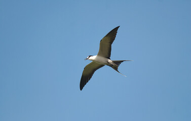 Obraz premium Sterne fuligineuse,.Onychoprion fuscatus, Sooty Tern, Ile Bird Island, Réserve naturelle, Iles Seychelles