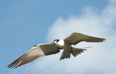 Sterne fuligineuse,.Onychoprion fuscatus, Sooty Tern, Ile Bird Island, Réserve naturelle, Iles Seychelles