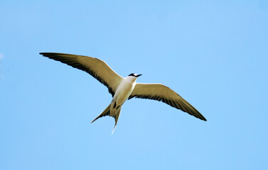 Sterne fuligineuse,.Onychoprion fuscatus, Sooty Tern, Ile Bird Island, Réserve naturelle, Iles Seychelles