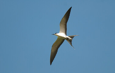 Sterne fuligineuse,.Onychoprion fuscatus, Sooty Tern, Ile Bird Island, Réserve naturelle, Iles Seychelles