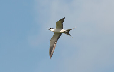 Sterne fuligineuse,.Onychoprion fuscatus, Sooty Tern, Ile Bird Island, Réserve naturelle, Iles Seychelles