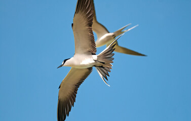 Sterne fuligineuse,.Onychoprion fuscatus, Sooty Tern, Ile Bird Island, Réserve naturelle, Iles Seychelles