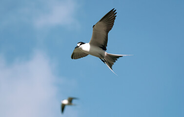 Obraz premium Sterne fuligineuse,.Onychoprion fuscatus, Sooty Tern, Ile Bird Island, Réserve naturelle, Iles Seychelles