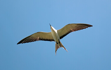 Sterne fuligineuse,.Onychoprion fuscatus, Sooty Tern, Ile Bird Island, Réserve naturelle, Iles Seychelles