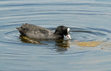 Foulque macroule, .Fulica atra, Eurasian Coot