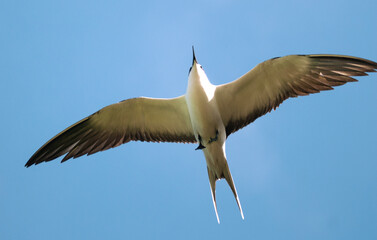 Sterne fuligineuse,.Onychoprion fuscatus, Sooty Tern, Ile Bird Island, Réserve naturelle, Iles Seychelles