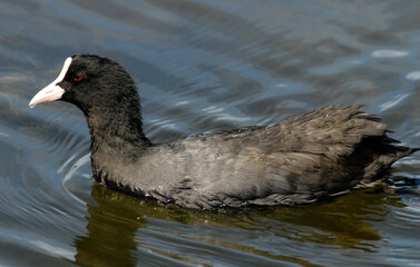 Foulque macroule, .Fulica atra, Eurasian Coot