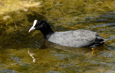 Foulque macroule, .Fulica atra, Eurasian Coot