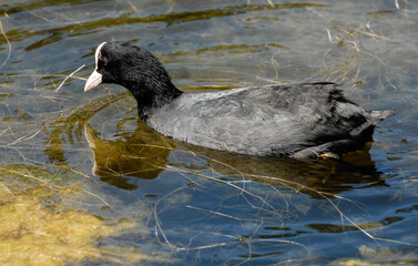 Foulque macroule, .Fulica atra, Eurasian Coot
