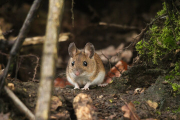 Field mouse in a forest 