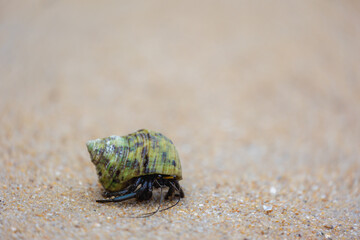 Hermit crabs in its natural habitat, Anomuran decapod crustaceans of the superfamily Paguroidea that have adapted to occupy empty scavenged mollusc shells to protect their fragile exoskeletons.