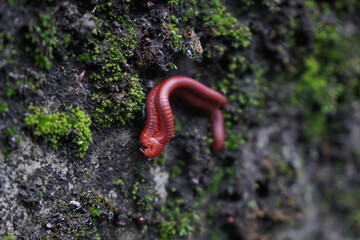 A macro photograph of a red millipede crawling on a mossy wall.