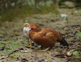 The mother hen is brown with white chicks