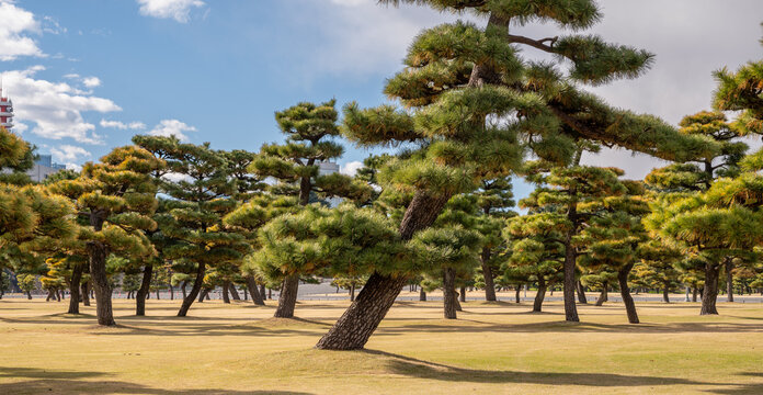 Pine trees in the imperial palace garden in Tokyo, Japan.