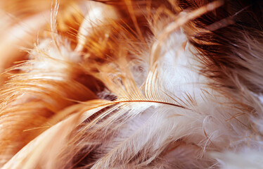 ฺBrown feather details Macro Close-Up Shot