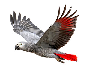 Obraz premium African Grey Parrot, flying against transparent background
