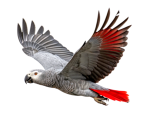 African Grey Parrot, flying against transparent background