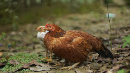 The mother hen is brown with white chicks