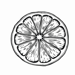 Obraz premium Lemon Slice Outline Vector Illustration with Visible Segments and Detailed Rind