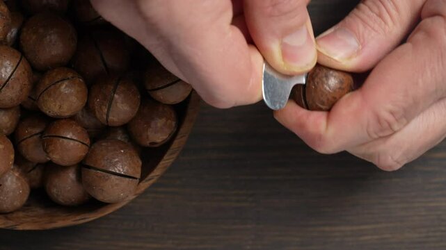 Hands cracking macadamia nuts with a metal key for opening the shell, close up