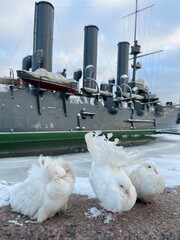 Beautiful white pigeons