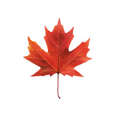Fototapeta premium Vibrant Maple Leaf Symbolizing Autumn Beauty on Transparent Background