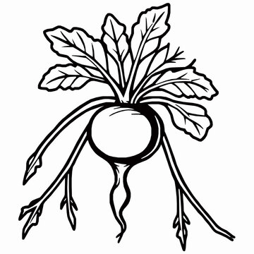 recommend clip art: beetroot outline vector illustration with rounded root and long leafy stems