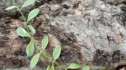 Dischidia nummularia or String of nickels on the tree in the garden with copy space
