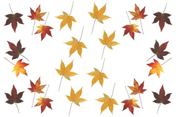 various colorful autumnal leaves as pattern isolated