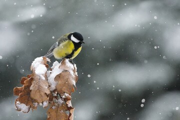 Beautiful winter scenery with Great Tit (Parus Major) bird perched on the branch within a snowfall