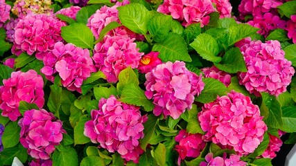 Hydrangeas in full bloom and in brilliant colors