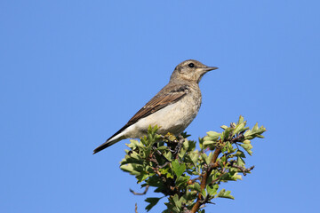 Northern Wheatear juvenile