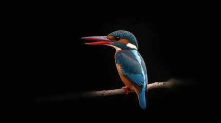 Obraz premium Backlit Kingfisher in Macro Detail