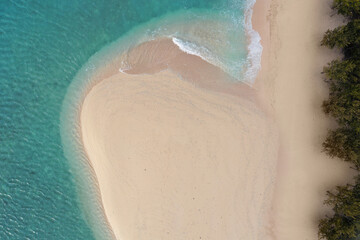 Ariel view sandy beach and ocean, along with a tree