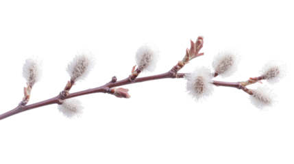 Tree branch, transparent background