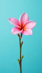Fototapeta premium A single stem of pink frangipani flower against a light blue background, plants, petals, frangipani