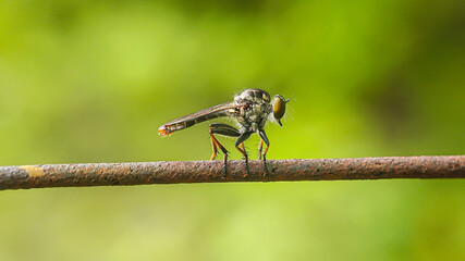 Robber fly (Ommatius) perched on a wire with a blurred background. macro photography