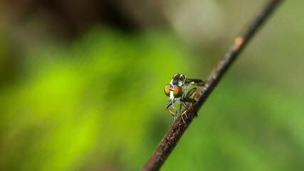 Robber fly (Ommatius) perched on a wire with a blurred background. macro photography