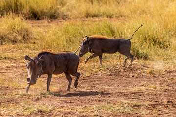 Telephoto of a Common Warthog - Phacochoerus africanus africanus- walking through dense grass in the Samburu national reserve