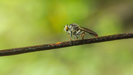Robber fly (Ommatius) perched on a wire with a blurred background. macro photography