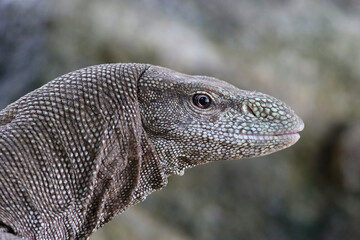 Bengal Monitor