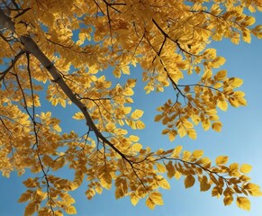 Fototapeta premium Softly glowing golden linden tree leaves against a clear blue autumn sky , golden leaf, autumn landscape
