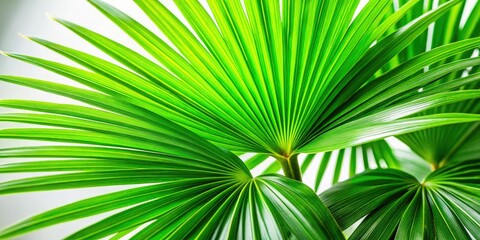 Obraz premium Vibrant indoor palm, lush green leaves against a stark white, botanical beauty.