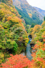 Obraz premium 秋の金蔵落しの渓流 埼玉県秩父市 Autumn Kinzo Otoshi mountain stream. Saitama Pref, Chichibu City.