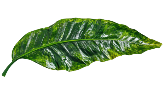 Large green leaf, transparent background